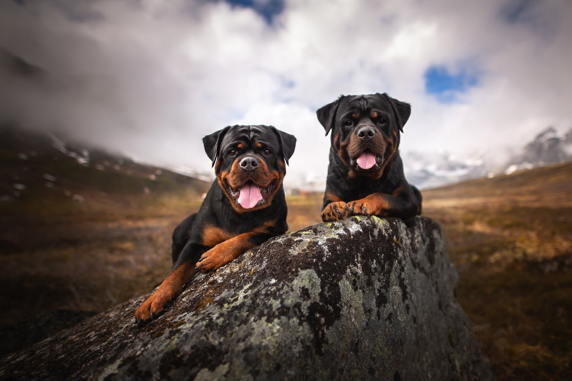 Rottweiler HD Wallpaper | Background Image | 2048x1365