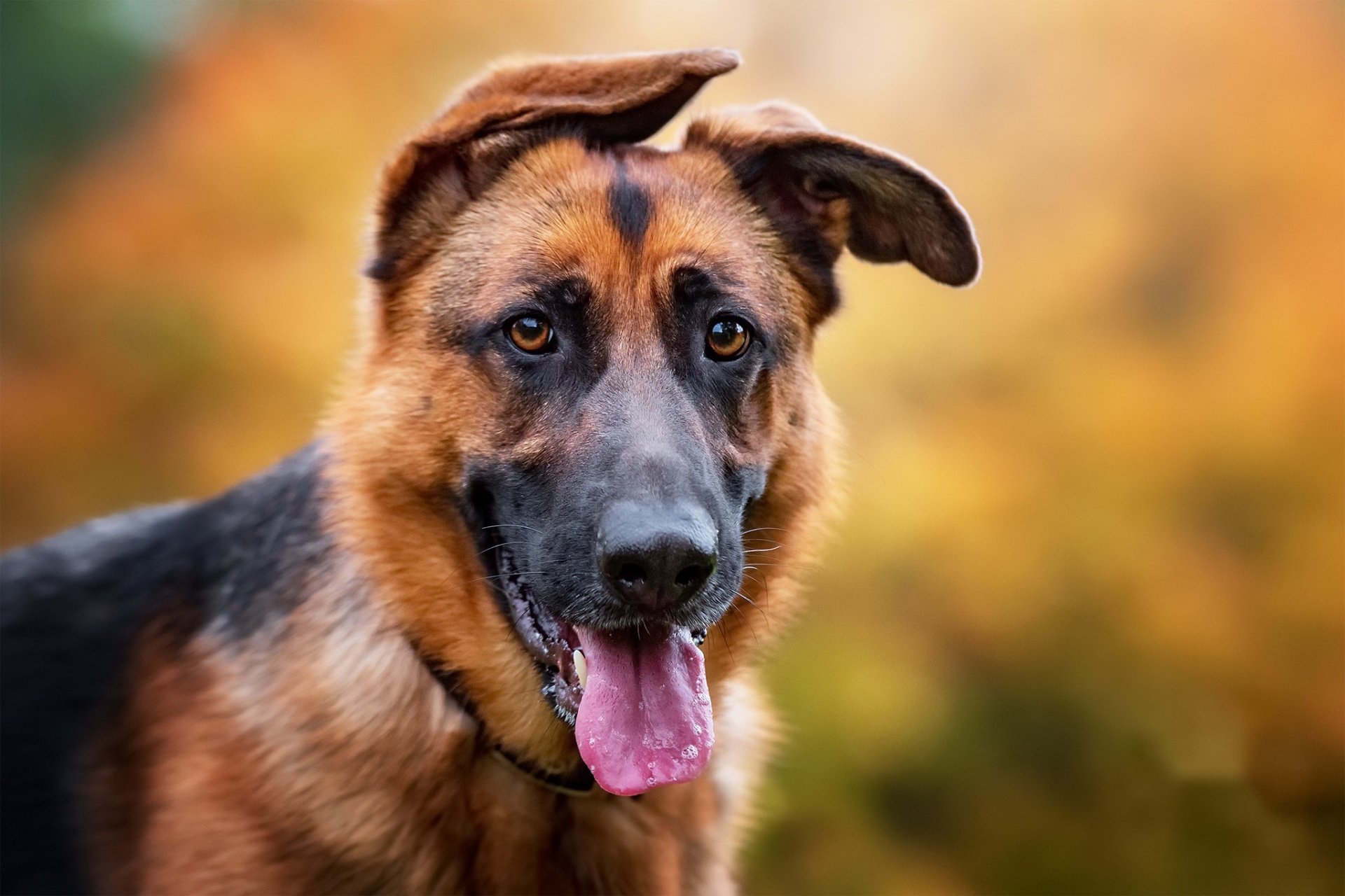 Download Dog Animal German Shepherd HD Wallpaper