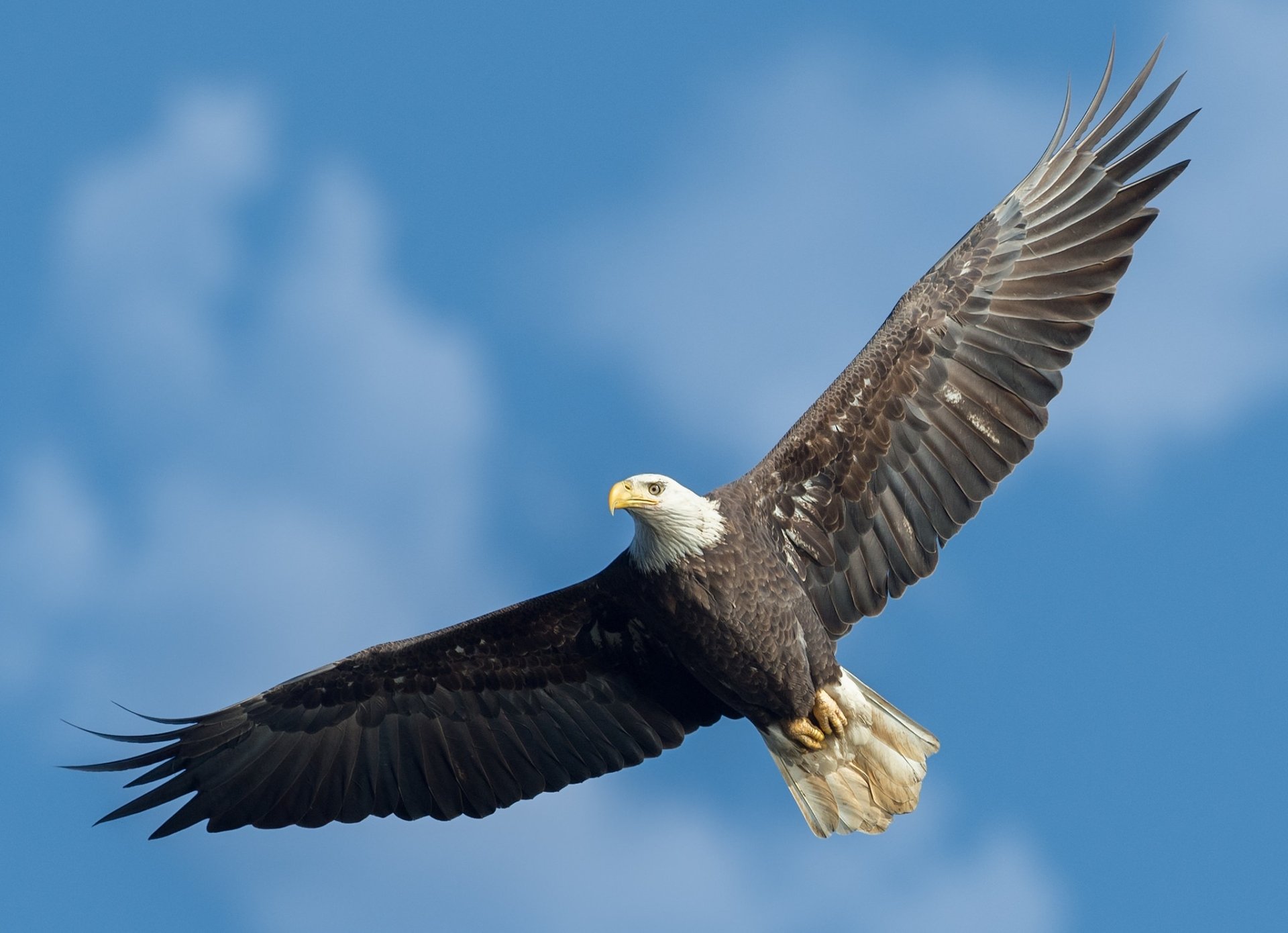 Download Animal Bald Eagle HD Wallpaper