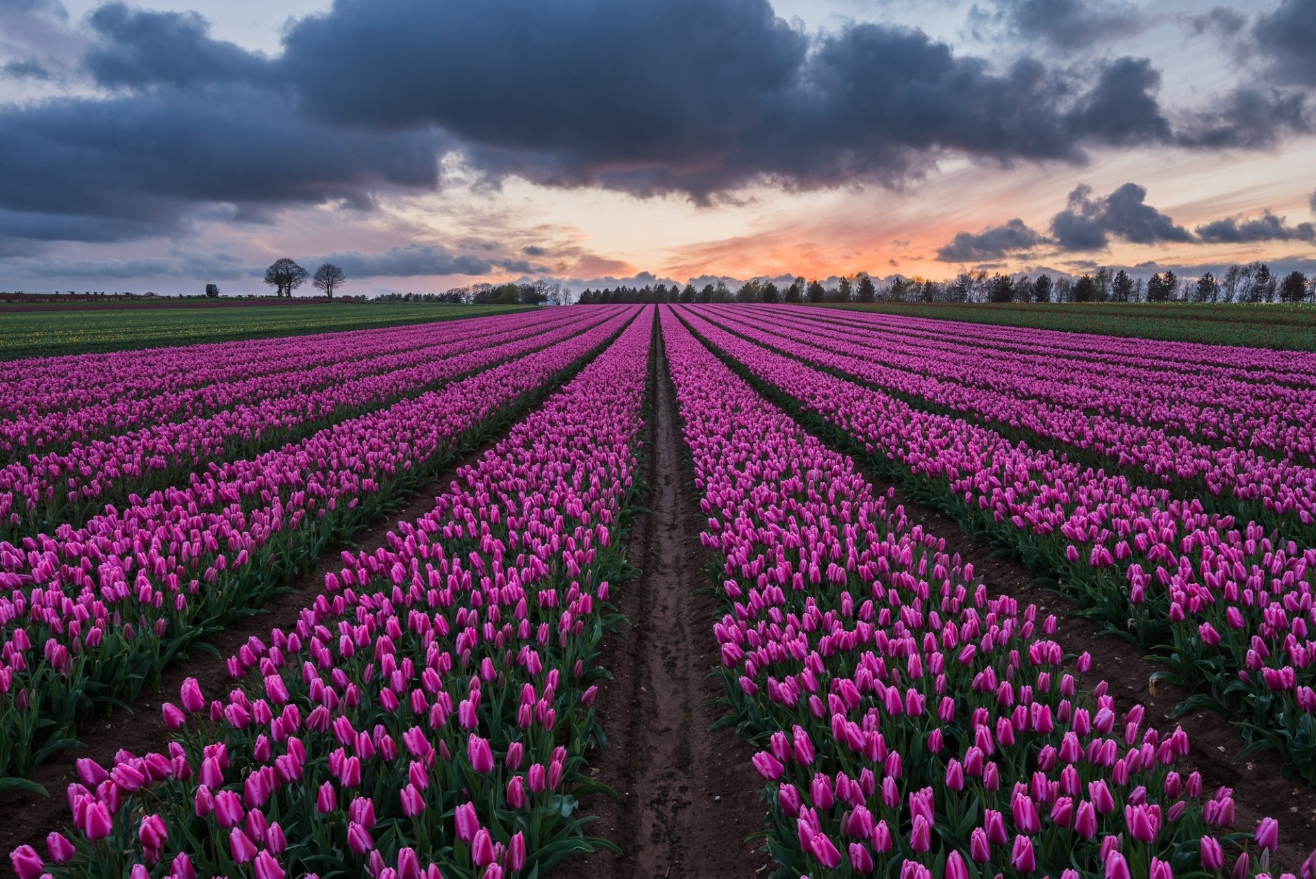 Download Nature Pink Flower Cloud Field Tulip HD Wallpaper