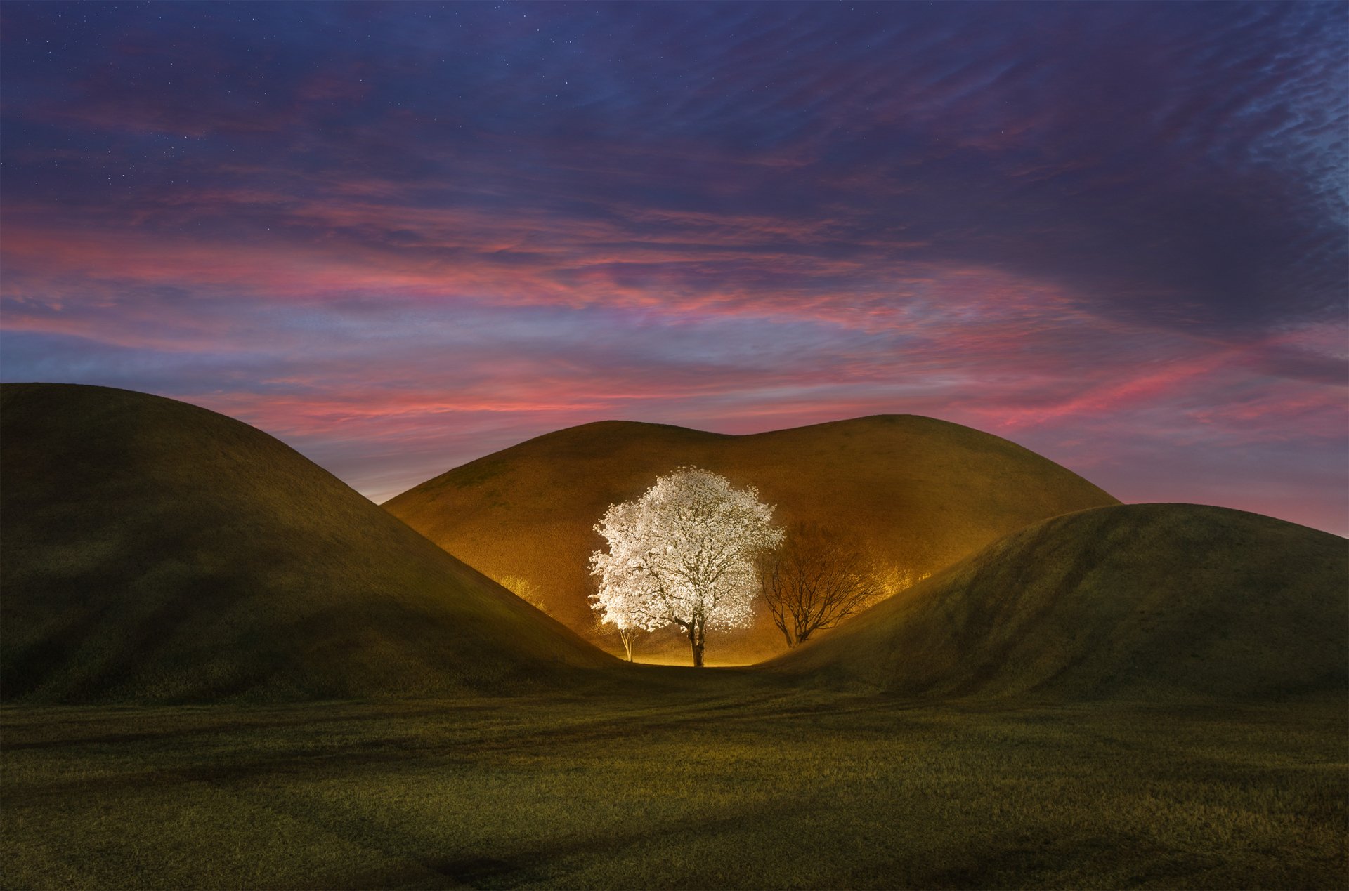 A glowing magnolia tree stands between rolling hills under a vibrant sunset sky, captured in an HD nature desktop wallpaper.