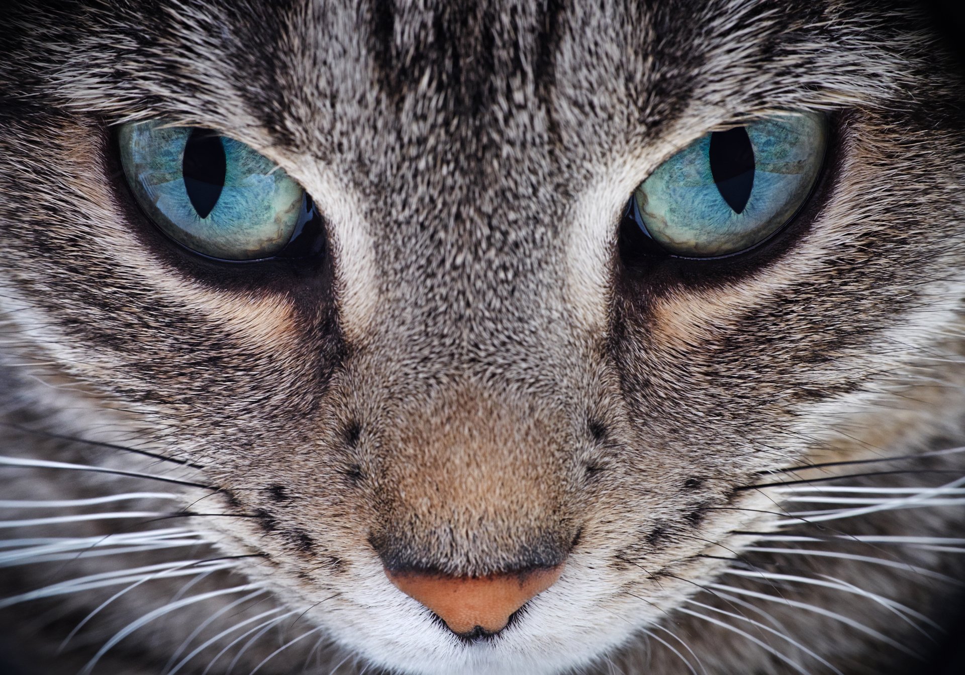 PixLith - Cat Live Wallpaper 4k