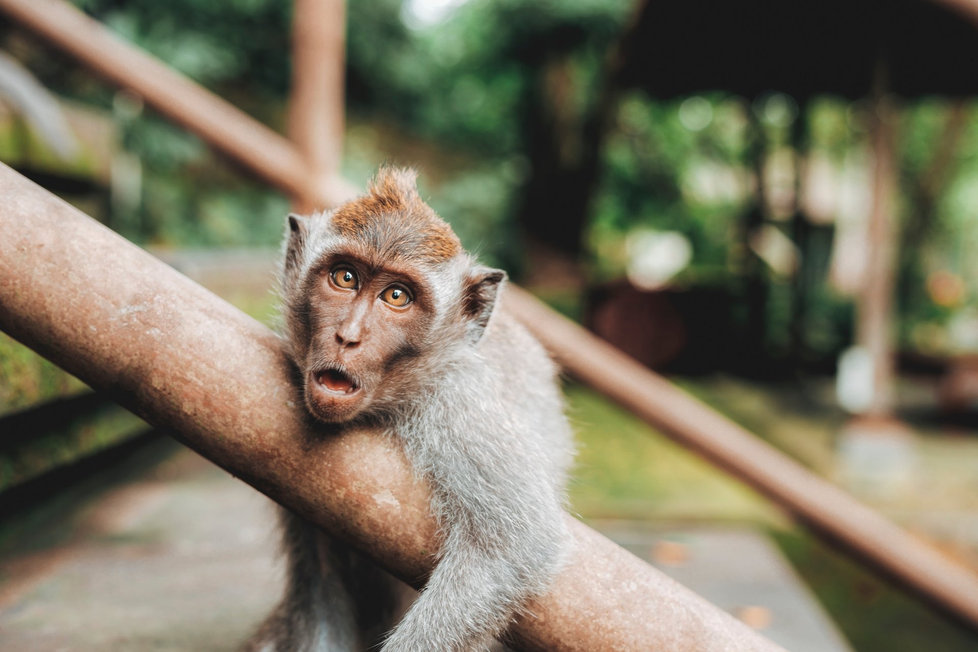 Download Primate Animal Monkey 4k Ultra HD Wallpaper