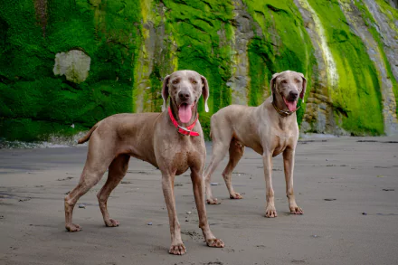HD desktop wallpaper featuring two Weimaraner dogs standing on a sandy beach with a moss-covered rock wall in the background.