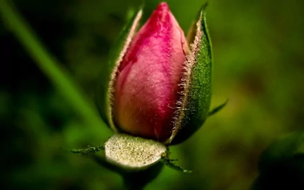 bud nature flower HD Desktop Wallpaper | Background Image