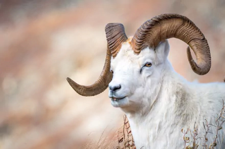 Animal goat HD Desktop Wallpaper | Background Image