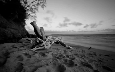 Black and white HD wallpaper of sun-bleached driftwood on a sandy beach in Hawaii, with gentle waves and a tree silhouette under a cloudy sky.