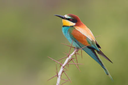 bird Animal bee-eater HD Desktop Wallpaper | Background Image