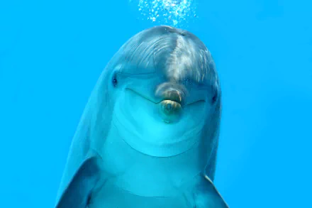 Close-up of a dolphin swimming underwater, captured in vibrant 4K Ultra HD for a stunning PC desktop wallpaper and background.