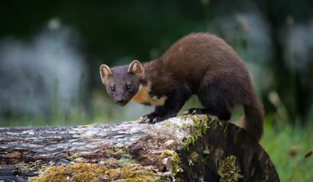 Weasel perched on a mossy log in a softly blurred forest — 2K Quad HD PC desktop wallpaper/background.