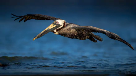 HD desktop wallpaper featuring a pelican bird gracefully flying low over dark blue water, highlighting the animal's detailed feathers and long beak.