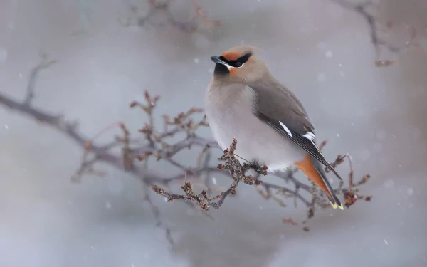 HD PC desktop wallpaper featuring a waxwing bird perched on a branch against a soft, snowy background.