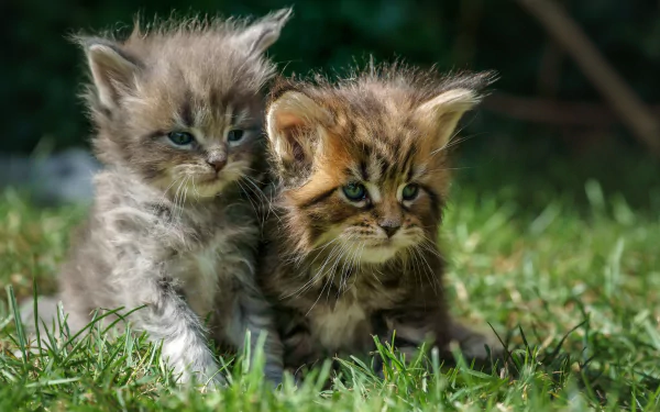 Two fluffy Maine Coon kittens sit together on green grass, captured in sharp detail as a vibrant HD PC desktop wallpaper and background.