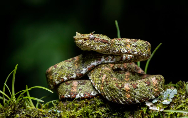 eyelash viper reptile snake Animal viper HD Desktop Wallpaper | Background Image