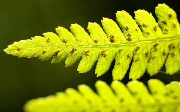nature fern HD Desktop Wallpaper | Background Image