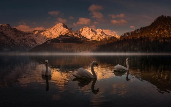Animal Mute swan Birds Swans Sunset Mountain Lake Swan Bird HD Wallpaper | Background Image