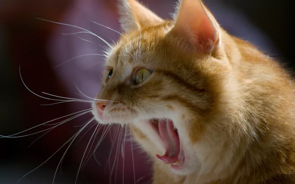 yawn Animal cat HD Desktop Wallpaper | Background Image