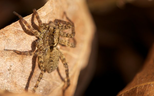 Animal Spider Spiders Arachnid Leaf HD Wallpaper | Background Image