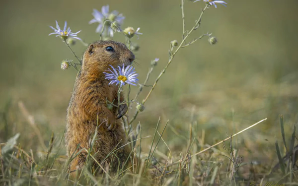 Animal marmot HD Desktop Wallpaper | Background Image