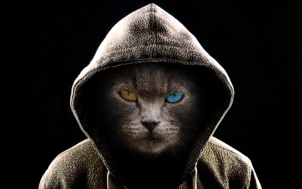 Humor Cat Cats Hoodie Hood Heterochromia Manipulation HD Wallpaper | Background Image