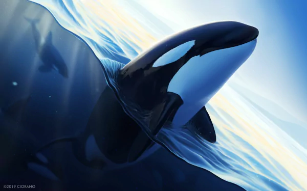 Animal orca HD Desktop Wallpaper | Background Image