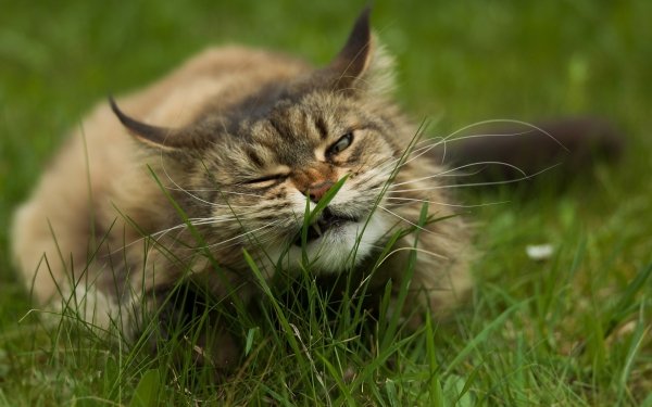 Animal Cat Cats Grass HD Wallpaper | Background Image