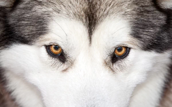 Animal husky HD Desktop Wallpaper | Background Image