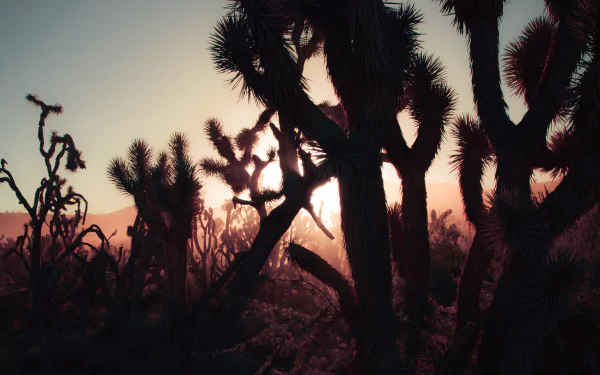 joshua tree nature Joshua Tree National Park HD Desktop Wallpaper | Background Image