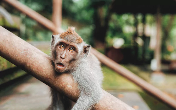 primate Animal monkey HD Desktop Wallpaper | Background Image