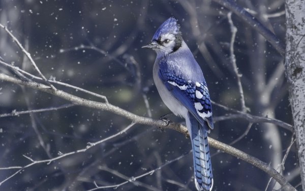 Animal Blue Jay Birds Passerines Bird Branch Snowfall HD Wallpaper | Background Image