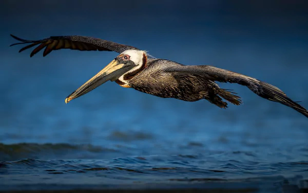 HD desktop wallpaper featuring a pelican bird gracefully flying low over dark blue water, highlighting the animal's detailed feathers and long beak.