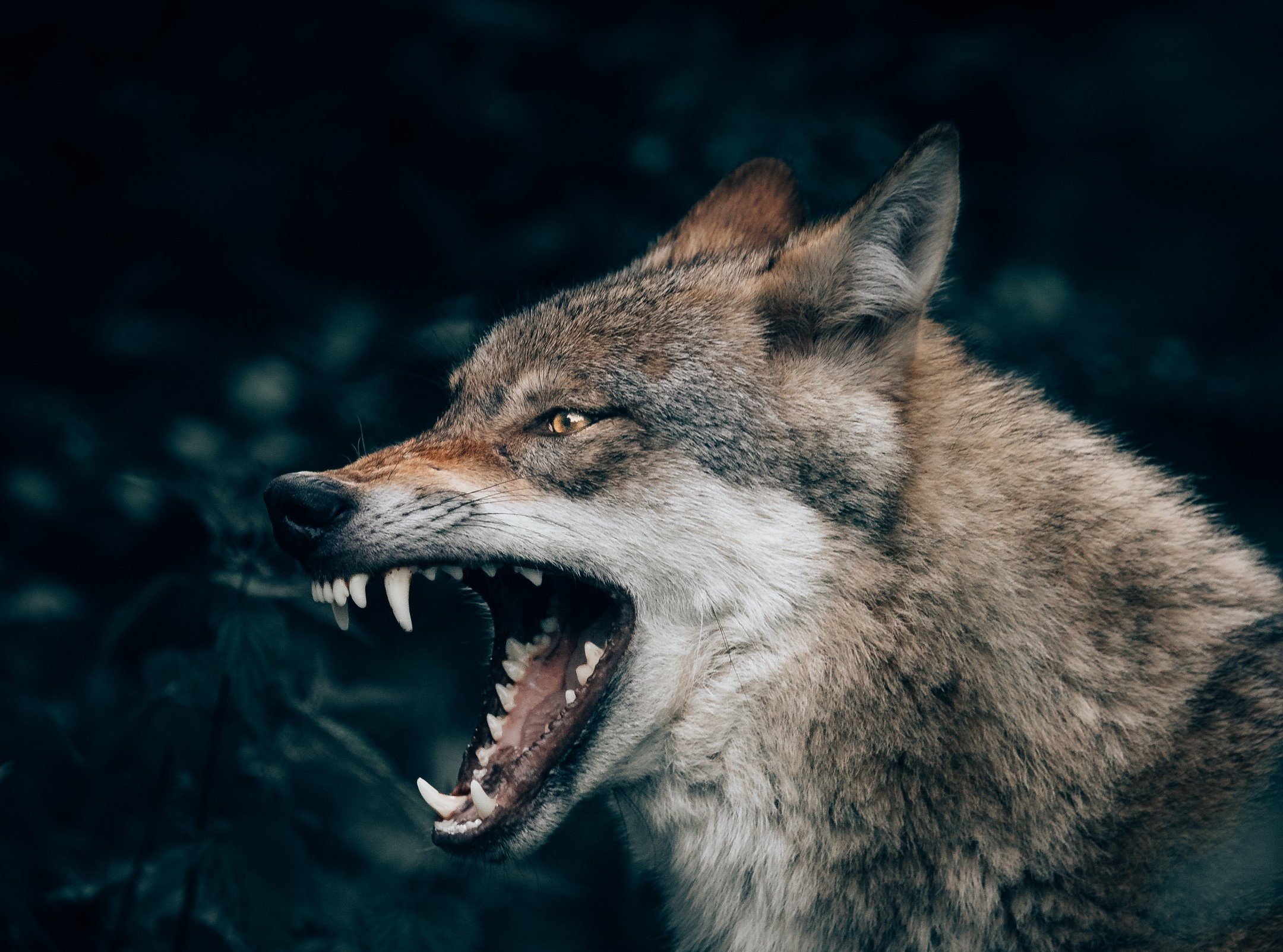 Angry Wolf Walking Towards the Camera Generative AI Stock Illustration   Illustration of predatory powerful 282675129