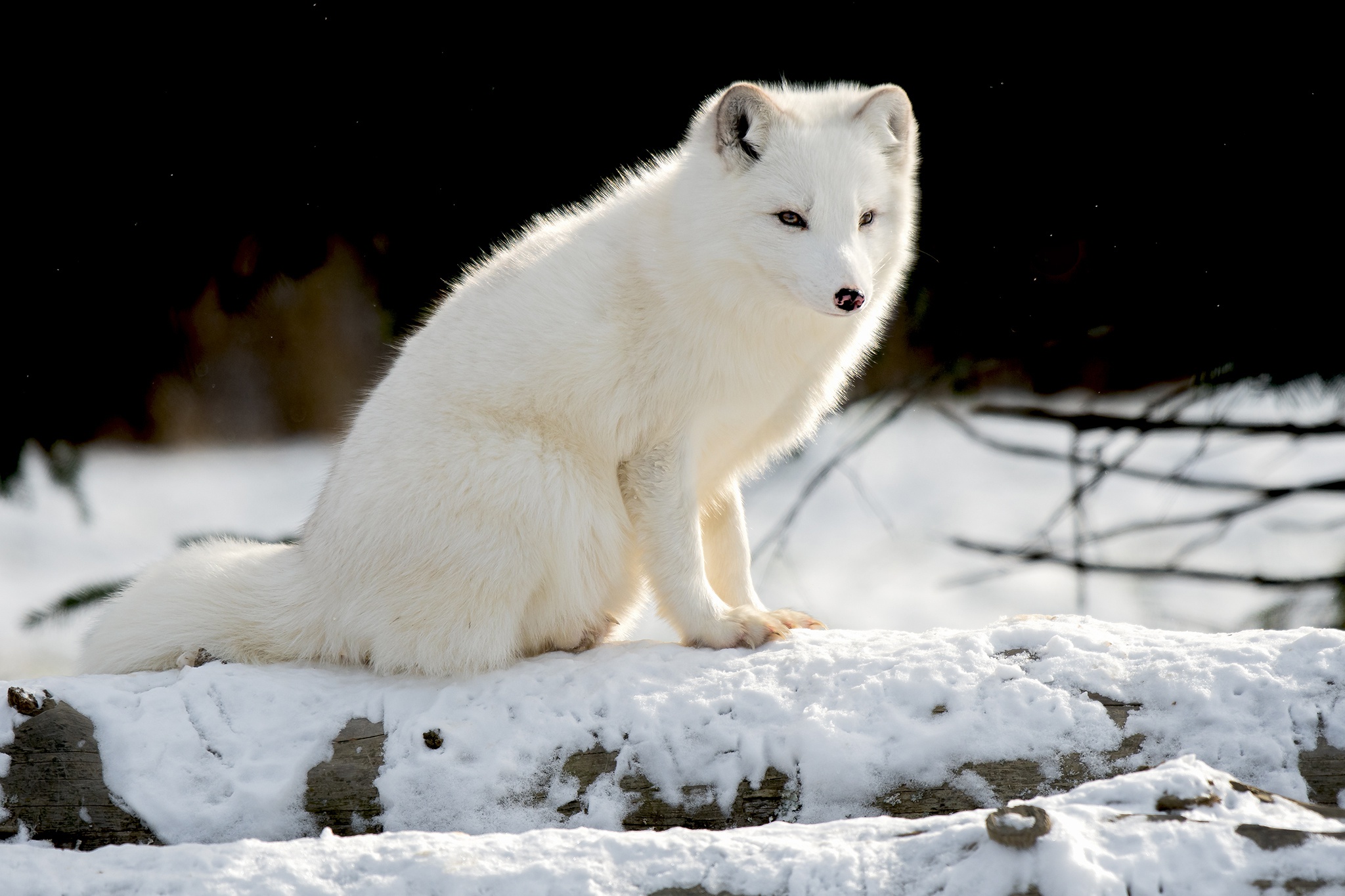 Arctic Fox HD Wallpaper | Background Image | 2048x1365