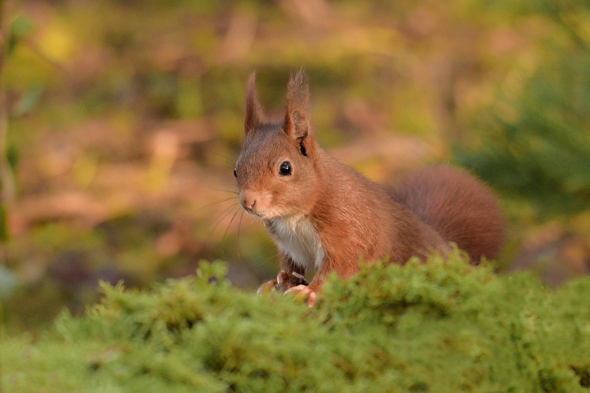 Download Rodent Animal Squirrel HD Wallpaper