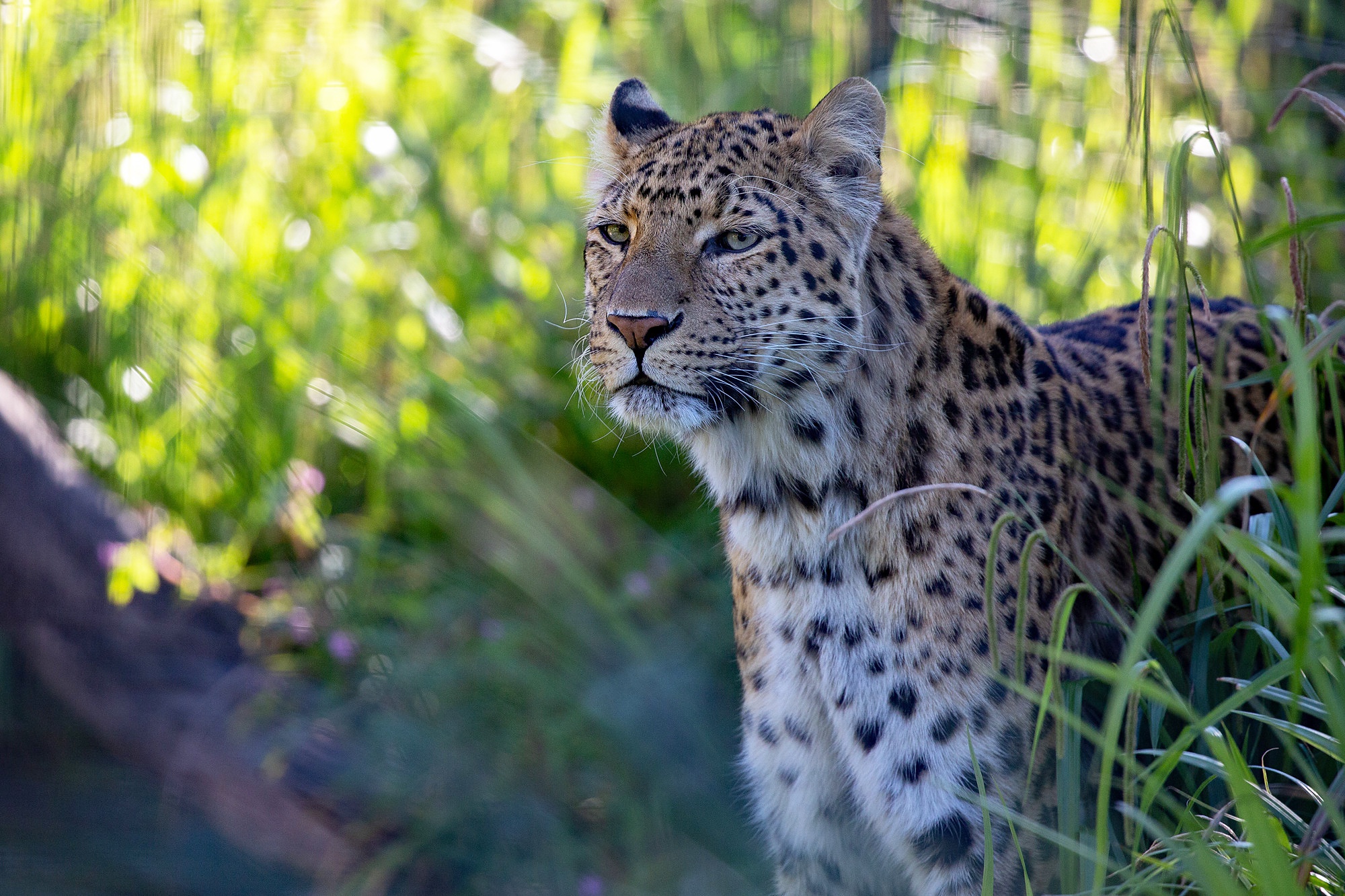 Download Animal Leopard HD Wallpaper