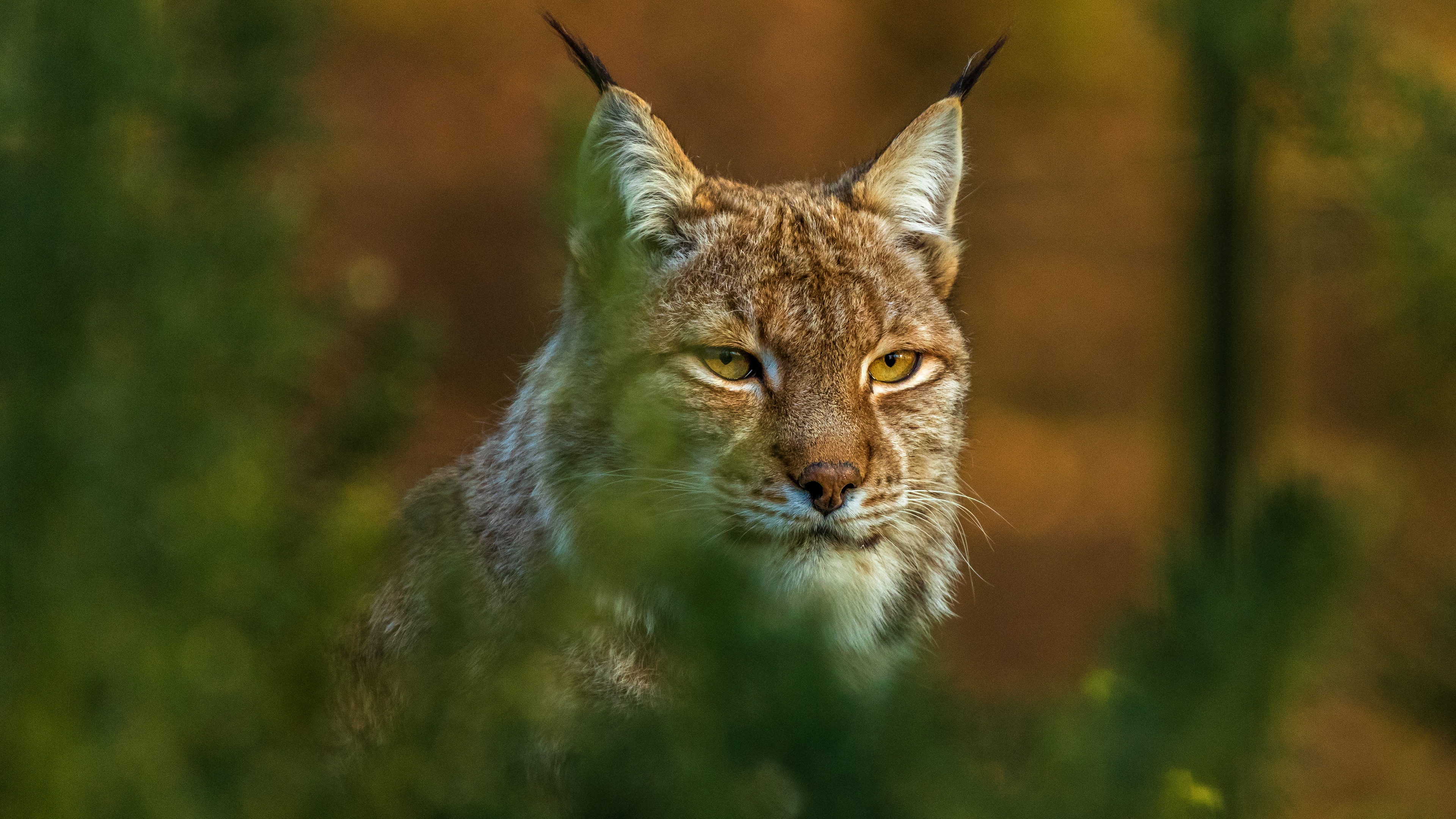 Download Animal Lynx 4k Ultra HD Wallpaper