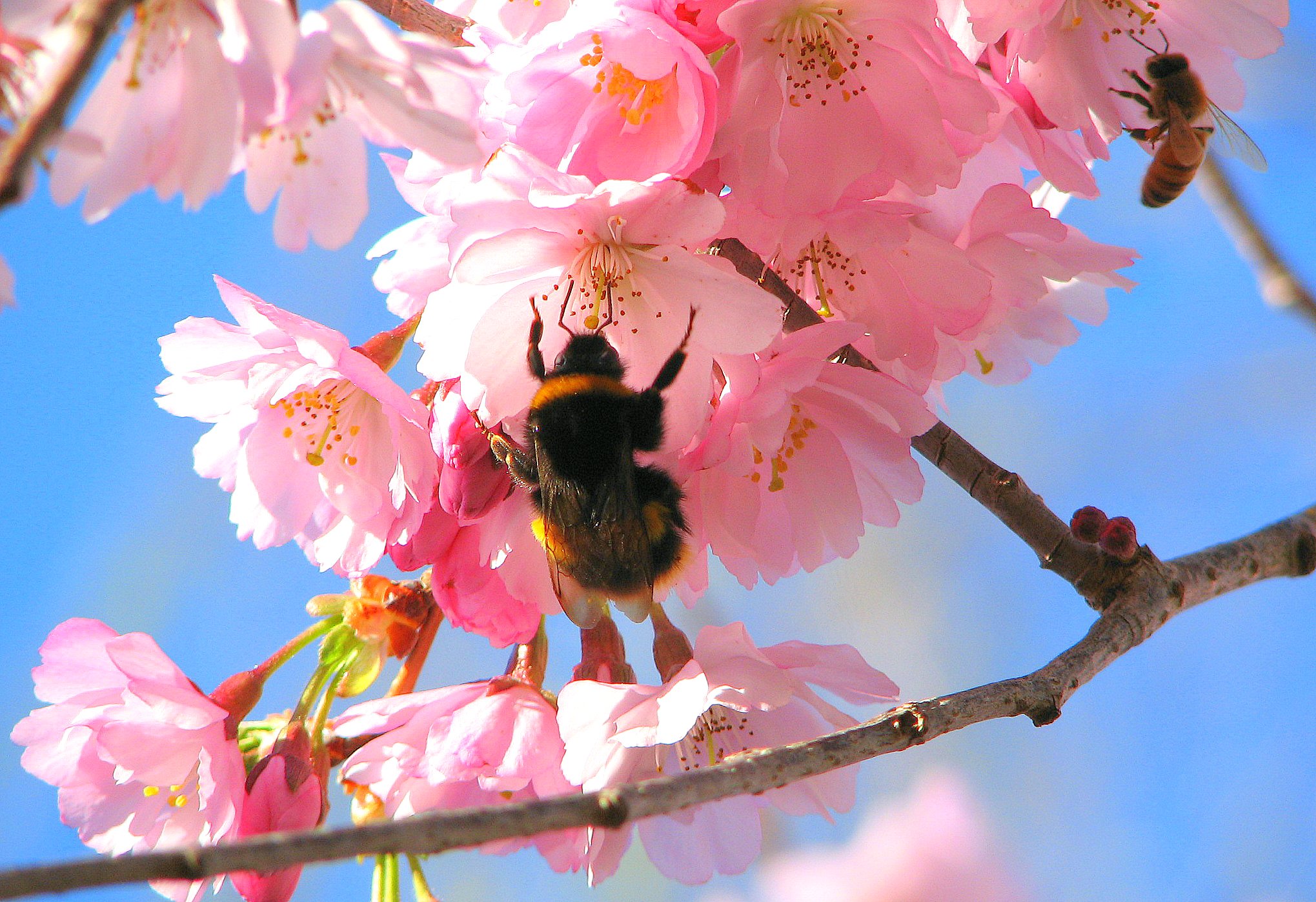 Bee in close-up view with vibrant floral background.