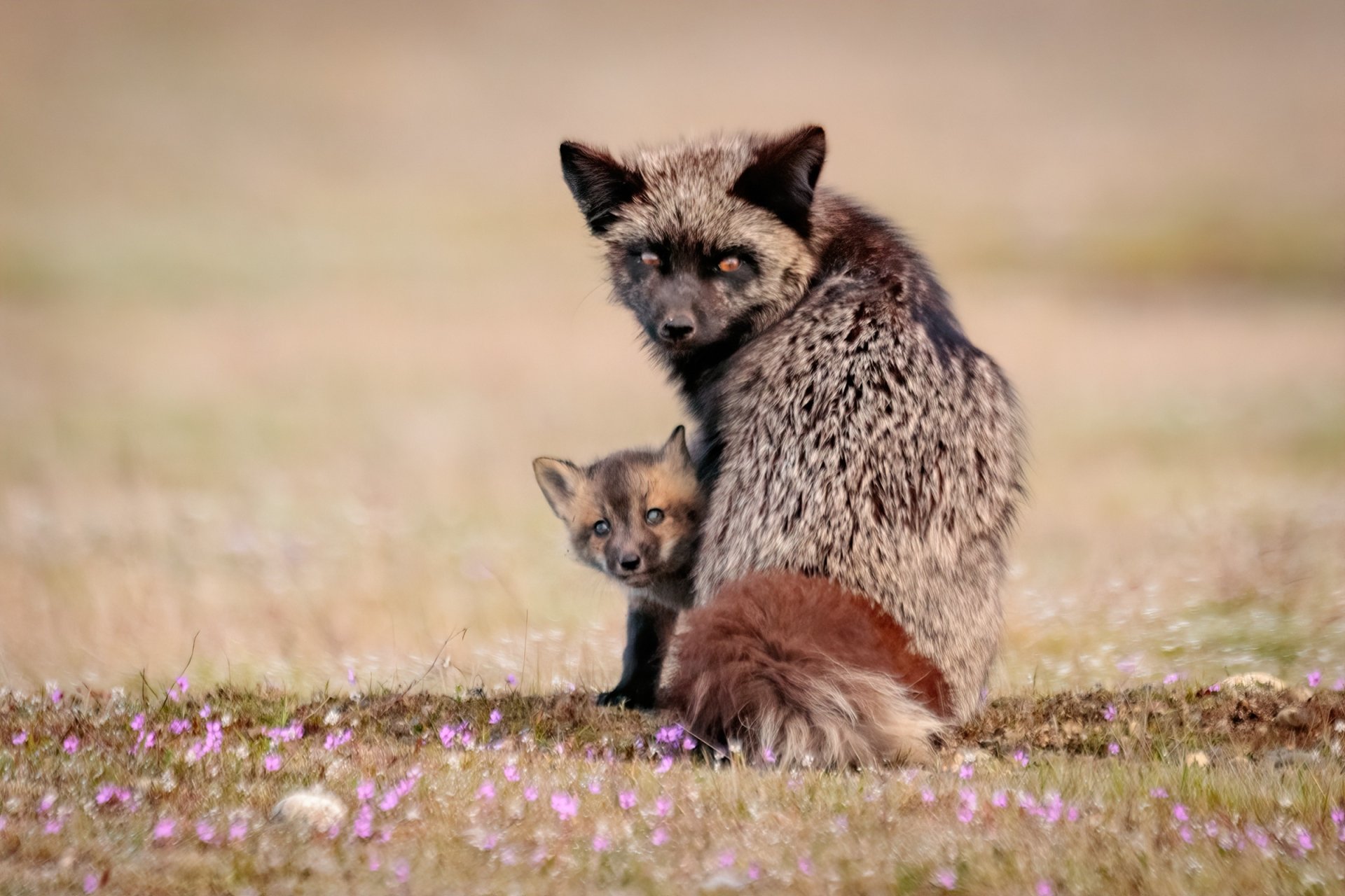 Download Silver Fox (Animal) Cub Baby Animal Animal Fox HD Wallpaper