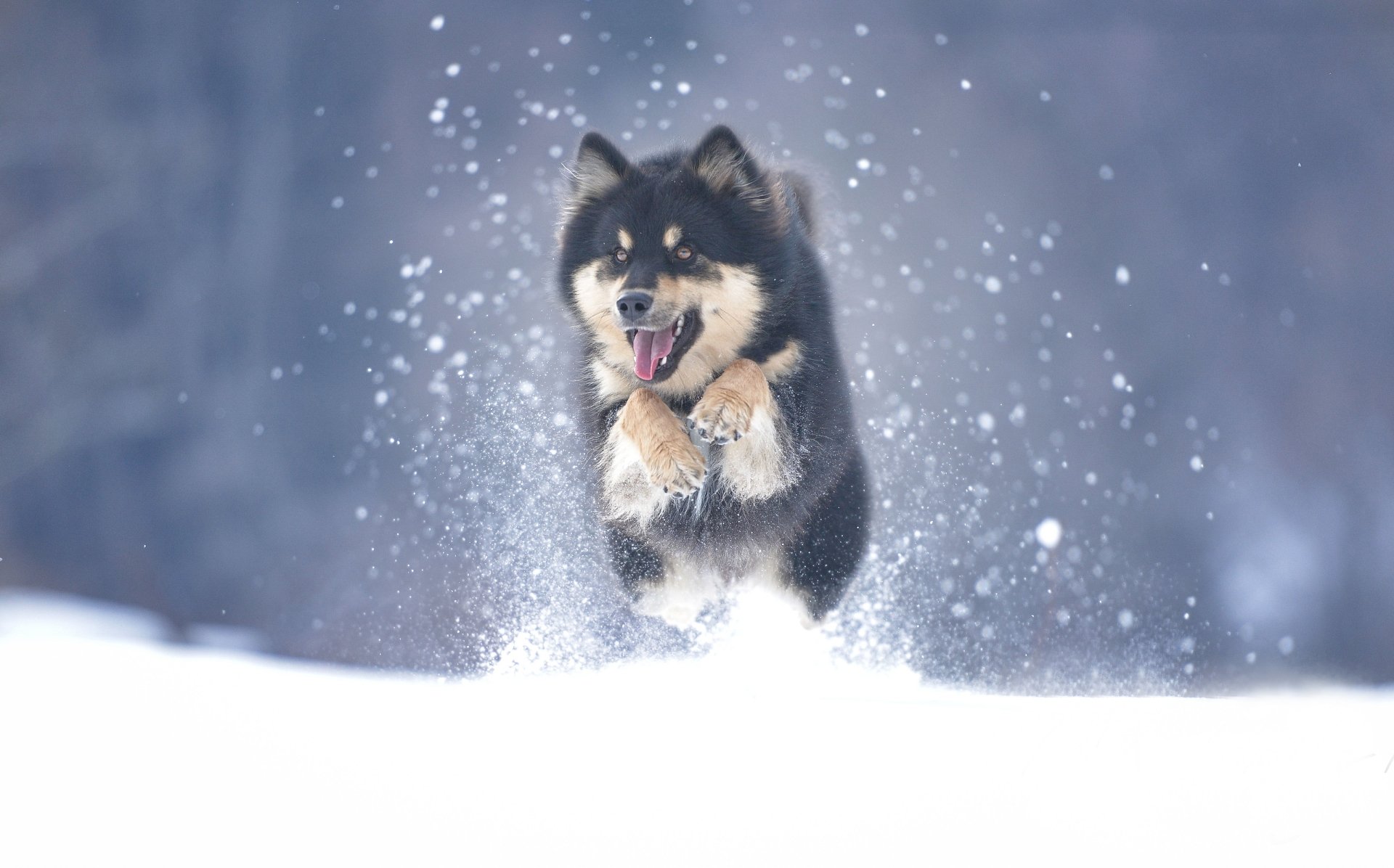 Download Dog Snow Winter Animal Alaskan Malamute Winter Animals HD Wallpaper