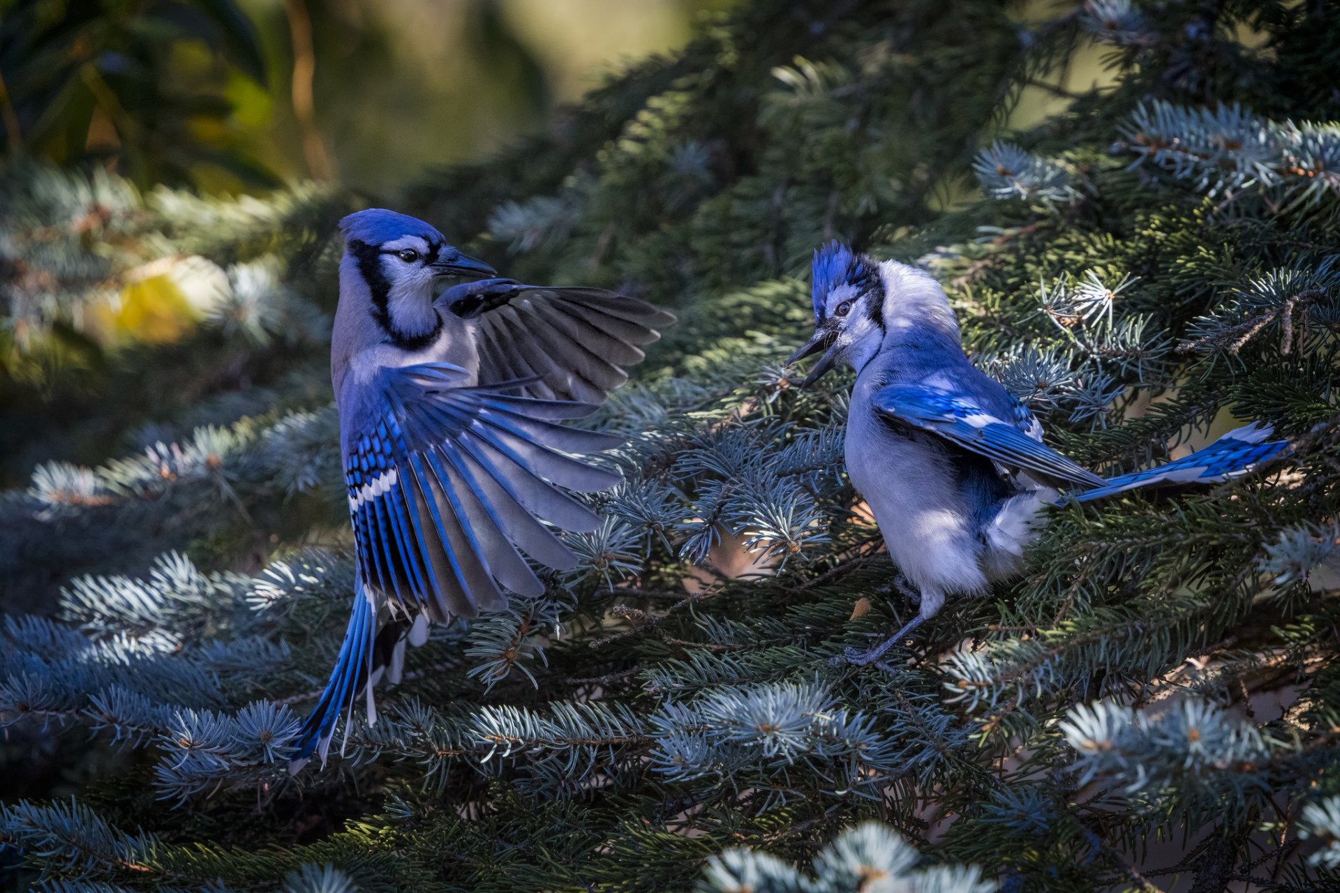 Pair Of Blue Jays Sits On Top Of A Tree Branch Background, Picture Of Blue  Jays Male And Female Background Image And Wallpaper for Free Download