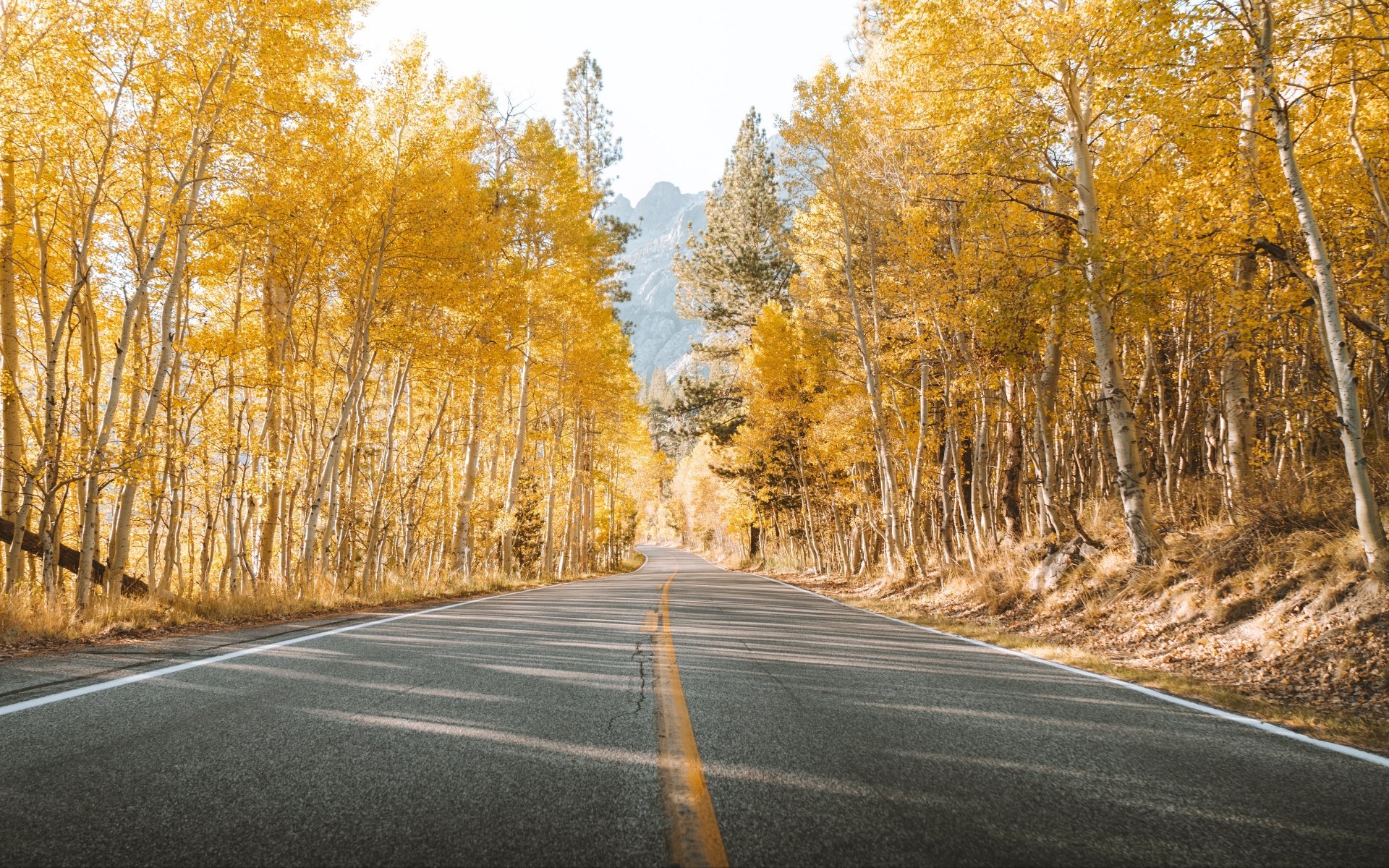 Golden Fall Drive: 4K Ultra HD Autumn Road Through Nature’s Splendor ...