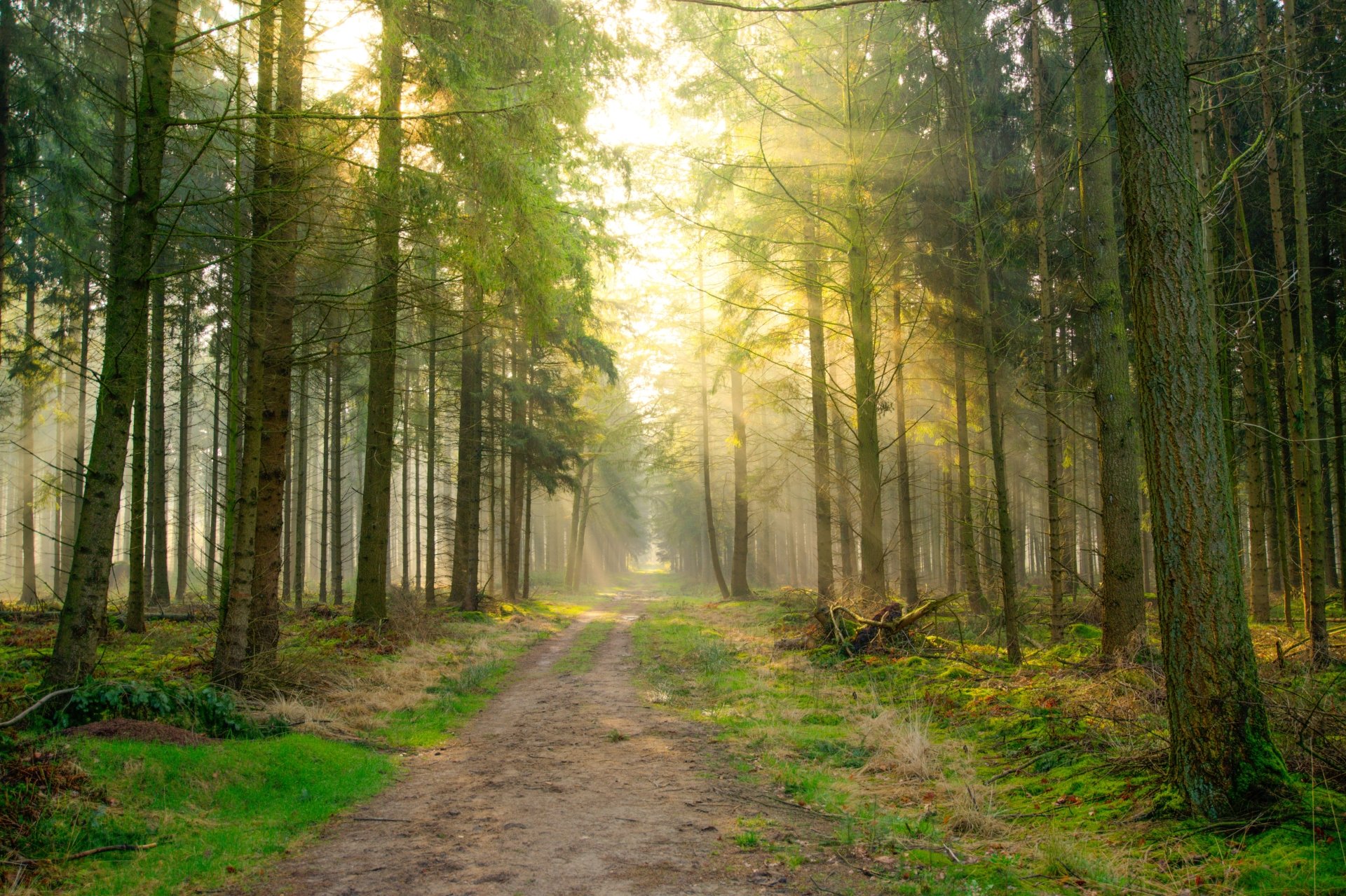 Download Sunbeam Sunshine Dirt Road Forest Nature Path 4k Ultra HD ...