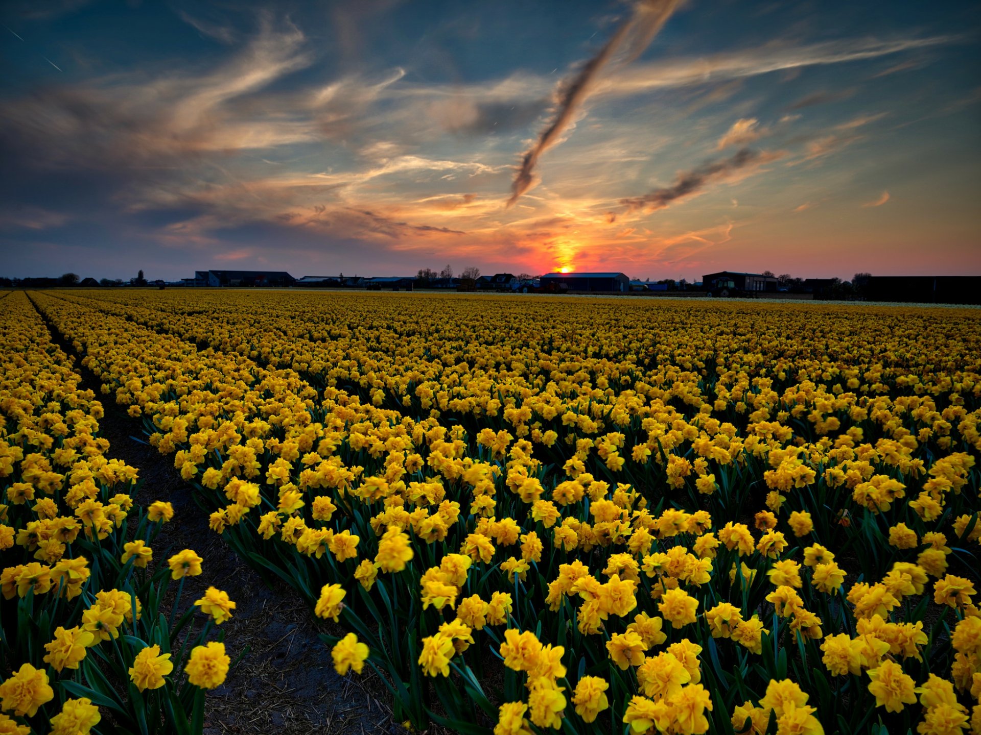 Field of Peonies at Sunset HD Wallpaper | Achtergrond | 2048x1536 | ID ...