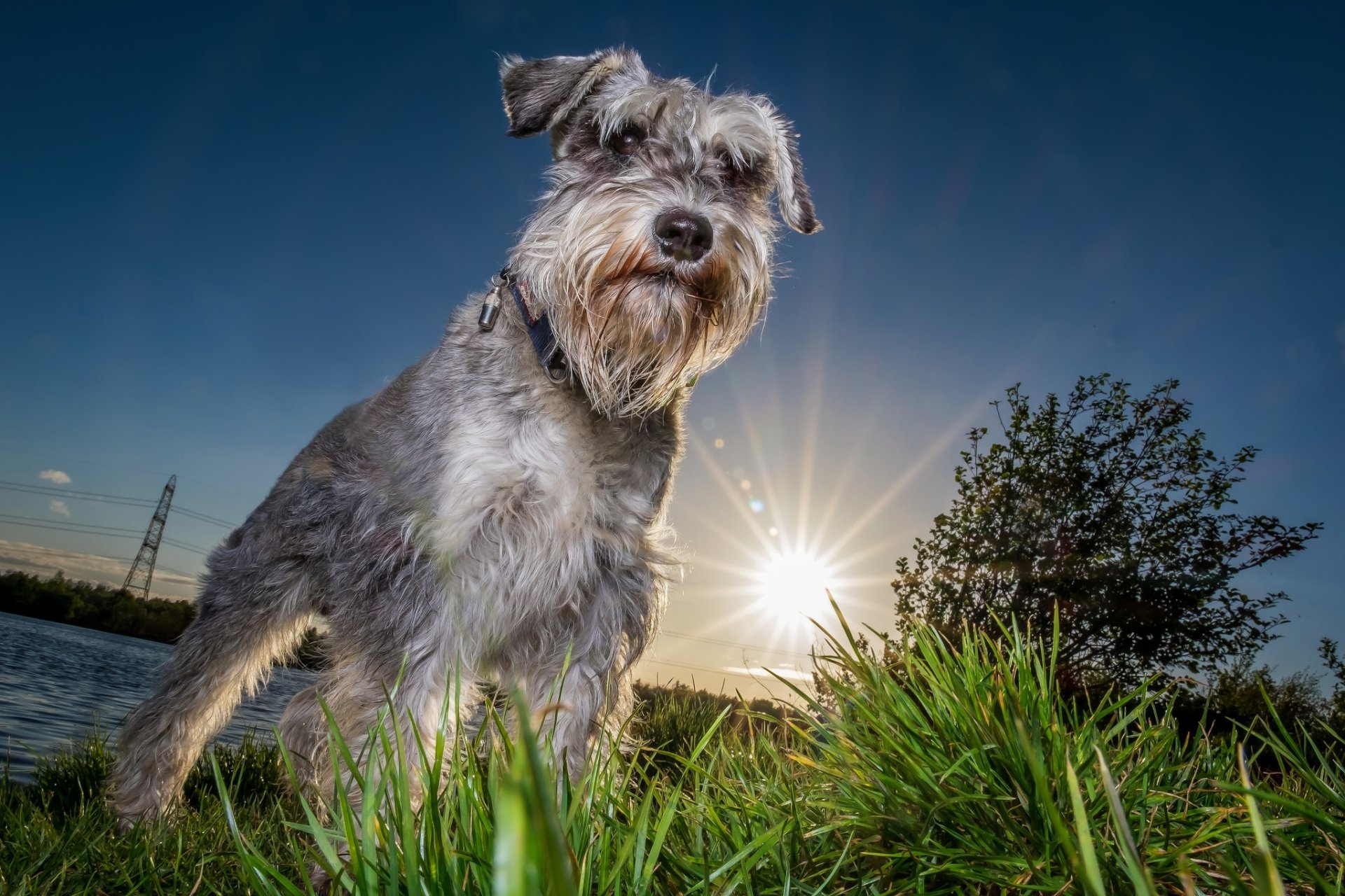 Schnauzer HD Wallpaper