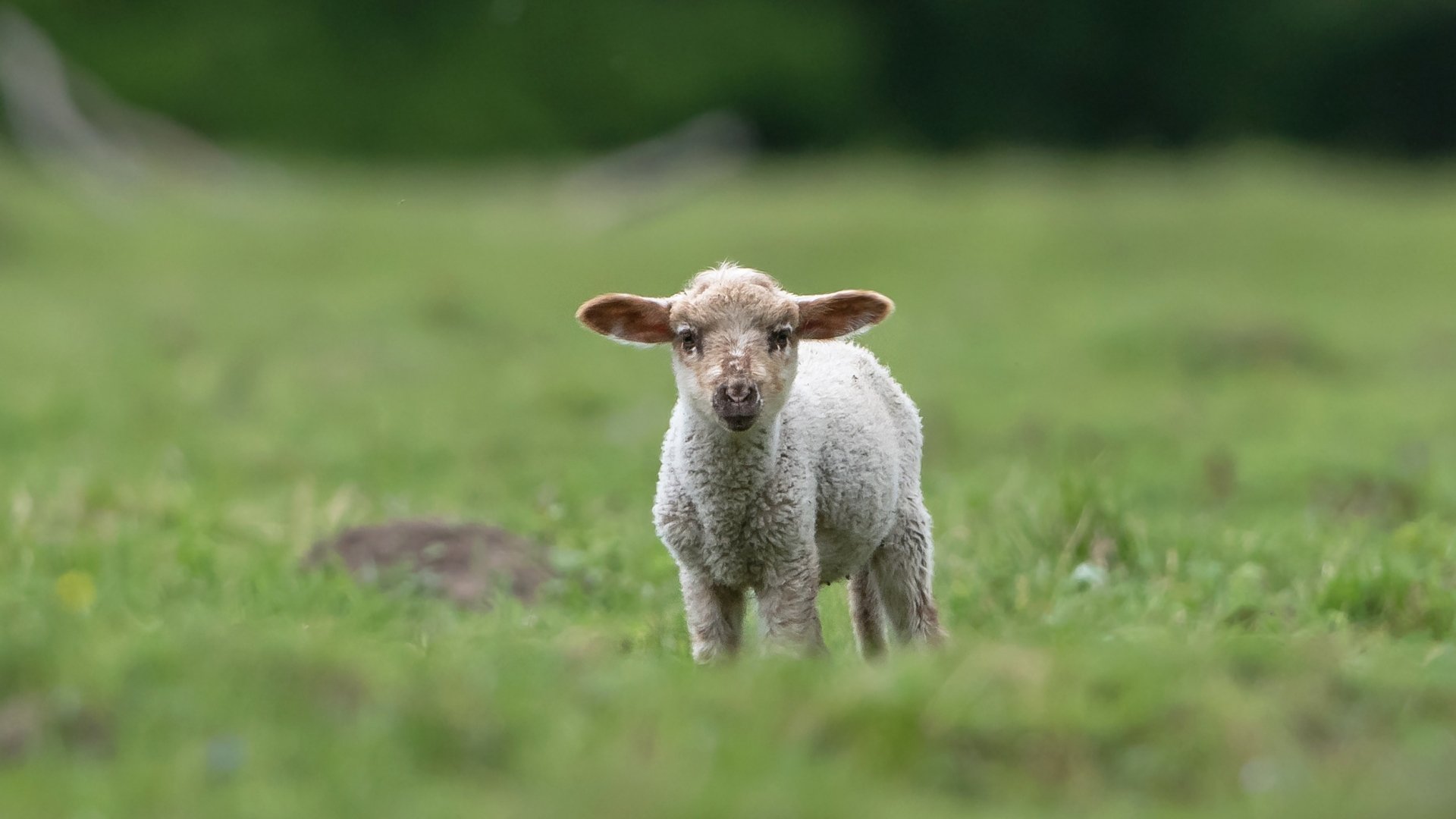 HD desktop wallpaper featuring a baby lamb standing on green grass, showcasing the gentle and curious nature of this young sheep in a natural outdoor setting.