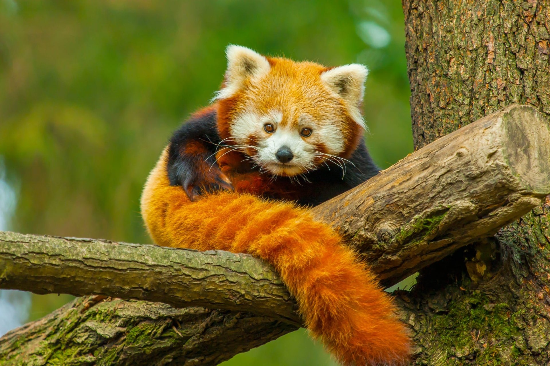 Download Animal Red Panda HD Wallpaper