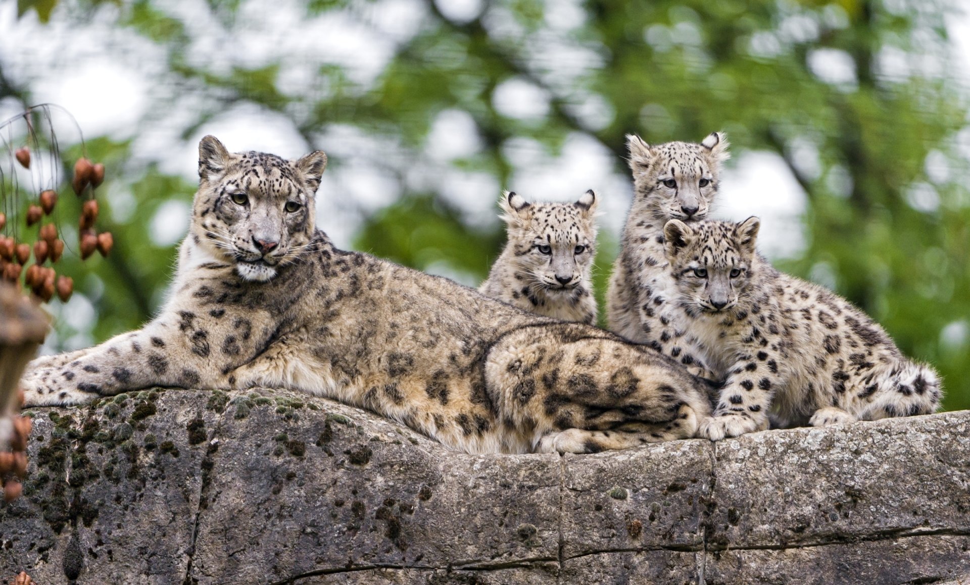 Download Cub Animal Snow Leopard HD Wallpaper