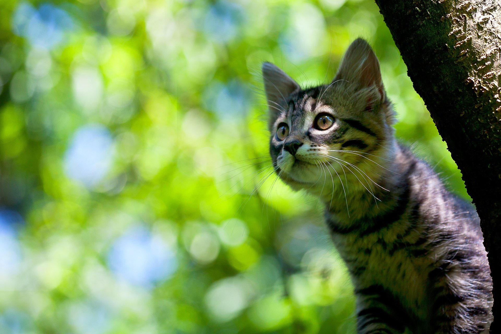 A curious kitten with striped fur peeks from behind a tree, set against a vibrant green bokeh background in this HD PC desktop wallpaper.