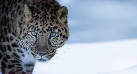 amur leopard Animal leopard HD Desktop Wallpaper | Background Image