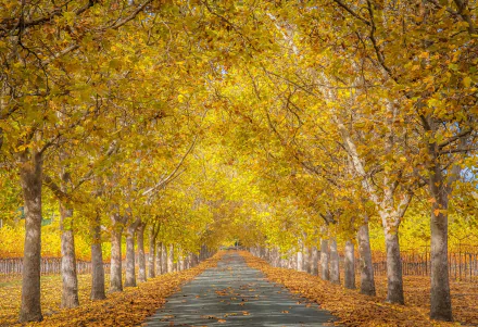  Autumn in the Park
